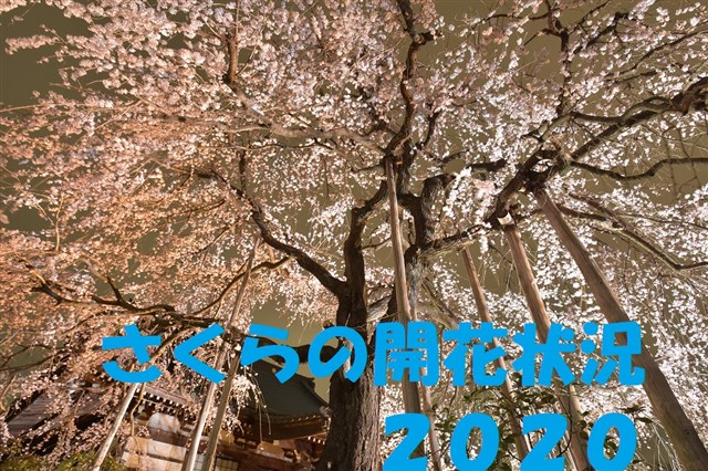 さくらの開花状況 | 瑞穂町観光情報サイト